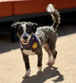 *Panda Pig Beast -  Poodle Dog for Adoption in Pittsburg, California - *Panda Pig Beast | PetCurious
