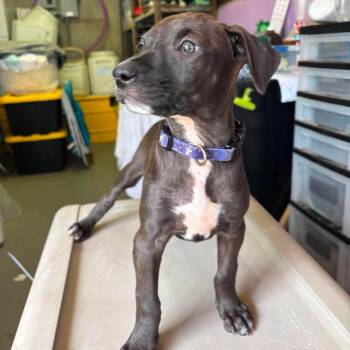 Lucca -  Labrador Retriever and Hound Dog for Adoption in Griswold, Connecticut - Lucca | PetCurious