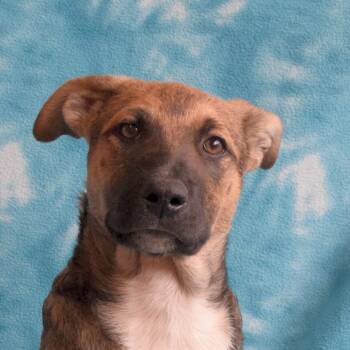 Rescue German Shepherd Dog Dogs for Adoption in Eureka, California - Venkman | PetCurious