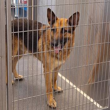 Choji -  German Shepherd Dog Dog for Adoption in Montgomery, Alabama - Choji | PetCurious
