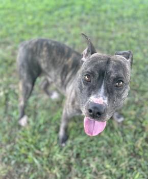 Rescue Pit Bull Terrier and Mixed Breed Dogs for Adoption in Gray, Louisiana - Buffy | PetCurious