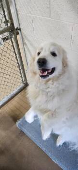Woofie -  Great Pyrenees and Affenpinscher Dog for Adoption in Springfield, Tennessee - Woofie | PetCurious