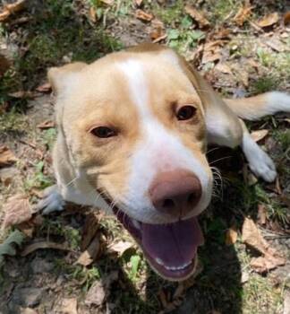 Rescue Pit Bull Terrier Dogs for Adoption in Potsdam, New York - Lennie | PetCurious