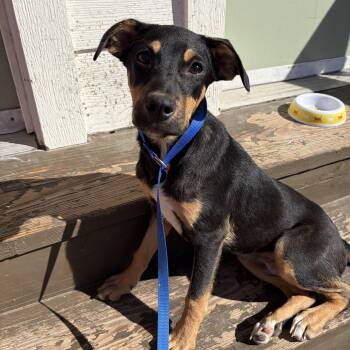 Rescue German Pinscher Dogs for Adoption in Harlingen, Texas - Jordan | PetCurious