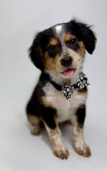 Rescue Mixed Breed Dogs for Adoption in Alvin, Texas - Falafel | PetCurious
