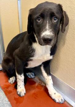 Flo -  Collie Dog for Adoption in Douglasville, Georgia - Flo | PetCurious