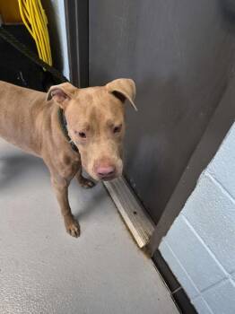 Ic-6 Biscuit -  Pit Bull Terrier Dog for Adoption in Lawrenceville, Georgia - Ic-6 Biscuit | PetCurious