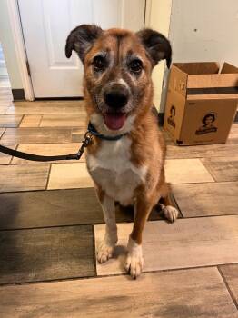 Rebel -  Shepherd and Collie Dog for Adoption in Peru, New York - Rebel | PetCurious