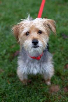 Bobby FKA Funnel Cake -  Mixed Breed Dog for Adoption in West Chester, Pennsylvania - Bobby FKA Funnel Cake | PetCurious