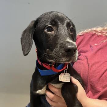 Yale -  Mixed Breed Dog for Adoption in Chattanooga, Tennessee - Yale | PetCurious