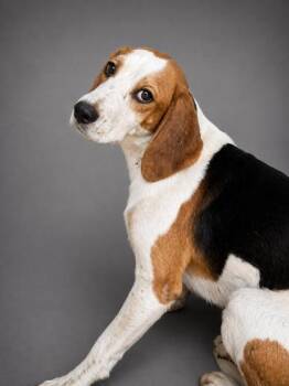 Aiden -  Beagle and Mixed Breed Dog for Adoption in Bowling Green, Kentucky - Aiden | PetCurious