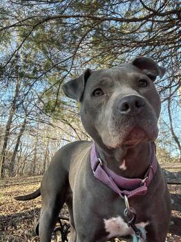 Rescue Pit Bull Terrier Dogs for Adoption in Scottsville, Kentucky - Genesis | PetCurious
