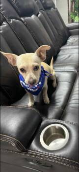 Chihuahua Dogs Available for Adoption - Tuck | PetCurious