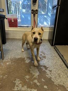 Pit Bull Terrier Dogs Available for Adoption in Mobile, Alabama - Judy | PetCurious