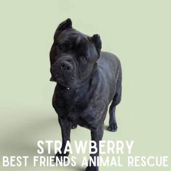 Strawberry -  Cane Corso Dog for Adoption in Wasilla, Alaska - Strawberry | PetCurious