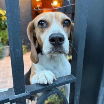 Beagle Dogs Available for Adoption in Nowata, Oklahoma - Katara | PetCurious