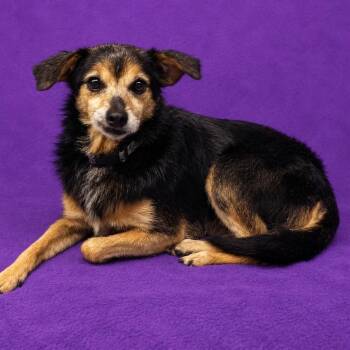 Acer -  Terrier and Mixed Breed Dog for Adoption in North Myrtle Beach, South Carolina - Acer | PetCurious