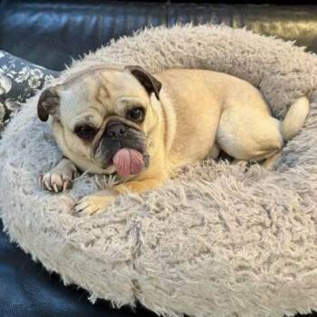 Sunday -  Pug and Mixed Breed Dog for Adoption in Seattle, Washington - Sunday | PetCurious
