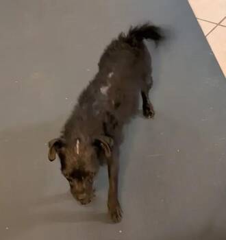 Pilar -  Chihuahua Dog for Adoption in Albuquerque, New Mexico - Pilar | PetCurious