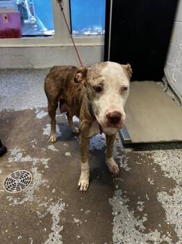 Tifa -  Pit Bull Terrier Dog for Adoption in Mobile, Alabama - Tifa | PetCurious