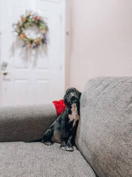 Hashbrown -  Hound Dog for Adoption in Goodyear, Arizona - Hashbrown | PetCurious
