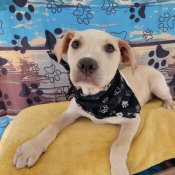 Retriever Dogs Available for Adoption in South Portland, Maine - Wolfie | PetCurious