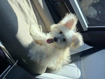 Yogi -  Maltese and Miniature Poodle Dog for Adoption in San Rafael, California - Yogi | PetCurious
