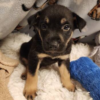 Cain -  Shepherd Dog for Adoption in Alpine, Texas - Cain | PetCurious