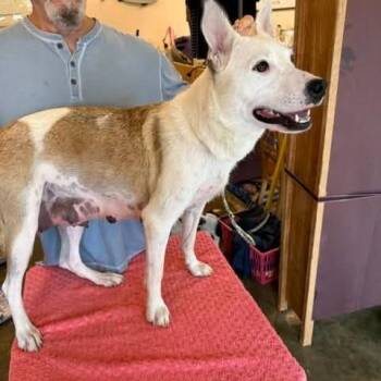 Melody -  Mixed Breed Dog for Adoption - Melody | PetCurious