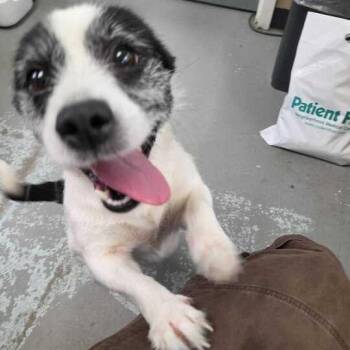 Moxie -  Terrier and Mixed Breed Dog for Adoption in Chesapeake, Virginia - Moxie | PetCurious