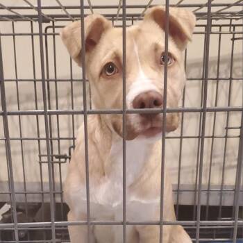 Tanner -  Mixed Breed Dog for Adoption in Port Charlotte, Florida - Tanner | PetCurious