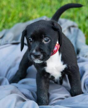 Glory -  Goldendoodle Dog for Adoption in Marietta, Georgia - Glory | PetCurious