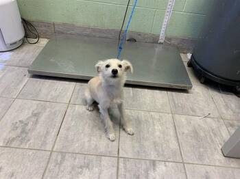 ROSE -  Terrier and Mixed Breed Dog for Adoption in Grand Prairie, Texas - ROSE | PetCurious