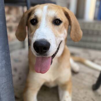 Georgia -  Labrador Retriever Dog for Adoption in Krum, Texas - Georgia | PetCurious