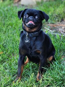 Walter -  Brussels Griffon Dog for Adoption in Lisbon, Iowa - Walter | PetCurious