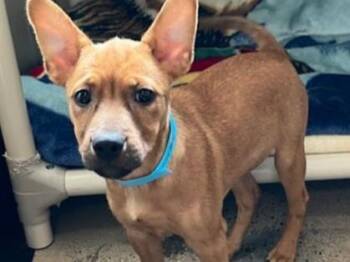 ELOISE -  Australian Cattle Dog Blue Heeler Dog for Adoption in Palo Alto, California - ELOISE | PetCurious