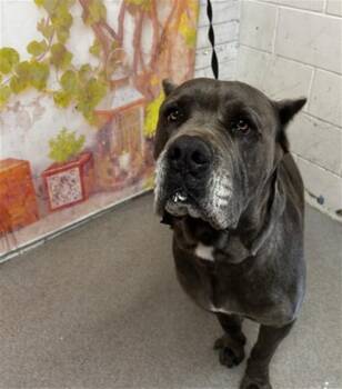 KERCHAK -  Cane Corso Dog for Adoption in San Bernardino, California - KERCHAK | PetCurious