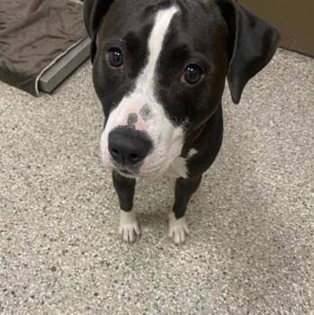 Moony -  Pit Bull Terrier Dog for Adoption in Vancouver, Washington - Moony | PetCurious