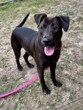Rescue Mixed Breed Dogs for Adoption in Batavia, Ohio - Diana | PetCurious
