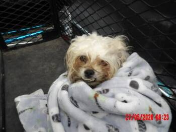 buck -  Mixed Breed Dog for Adoption in Hobbs, New Mexico - Buck | PetCurious
