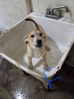 Star -  Labrador Retriever Dog for Adoption in Irwin, Pennsylvania - Star | PetCurious