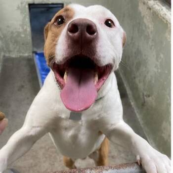 Pit Bull Terrier Dogs Available for Adoption in Eureka Springs, Arkansas - Luna | PetCurious
