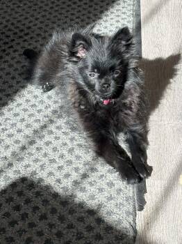 Pomeranian Dogs Available for Adoption in Delson, Quebec - Fiona | PetCurious