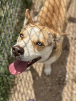 Husky Dogs Available for Adoption - Periwinkle | PetCurious