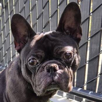 Scott Budman -  French Bulldog and Mixed Breed Dog for Adoption in Pleasanton, California - Scott Budman | PetCurious