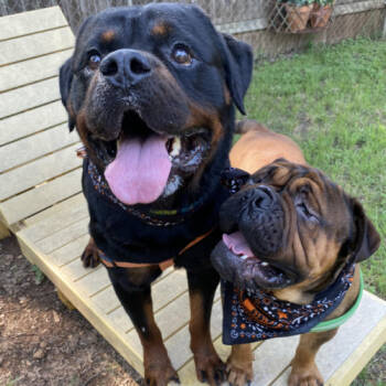 Rescue Rottweiler Dogs for Adoption in Austin, Texas - G-Bear | PetCurious