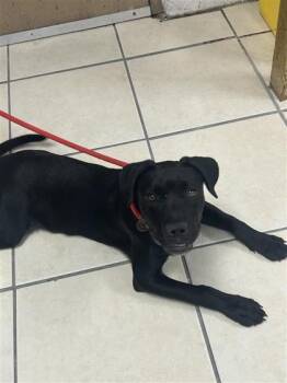 Mixed Breed Dogs Available for Adoption in Largo, Florida - Panther | PetCurious