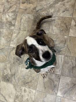 Rescue Terrier Dogs for Adoption in Pilot Point, Texas - Josh | PetCurious