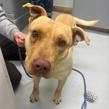 Tank -  American Staffordshire Terrier and Mixed Breed Dog for Adoption in Driggs, Idaho - Tank | PetCurious