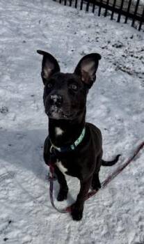 Pit Bull Terrier Dogs Available for Adoption - Presley | PetCurious